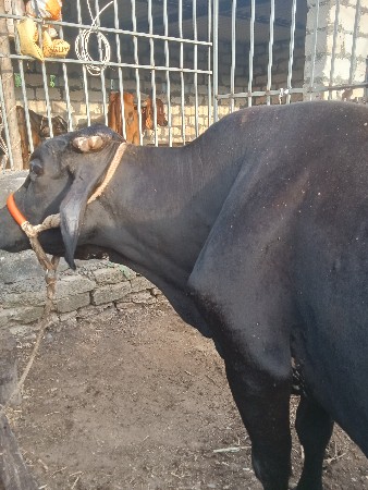 ગાય વેચવા નીછે