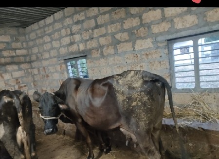 s.h. વેચવાની છે