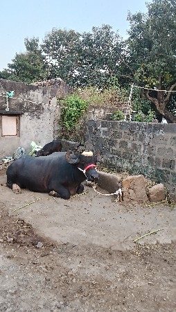 bhes vechavani se