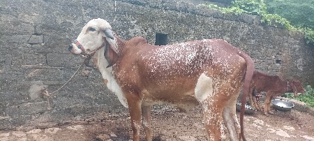 ગીર હોળકી વેચવાની છે
