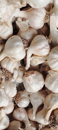લસણ...બીયારણ
