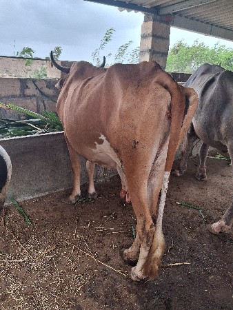 જરસી ગાય વેસવાની સે