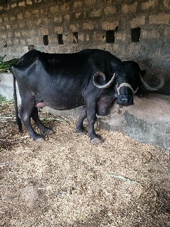 ભેંસ વેચવાની છે