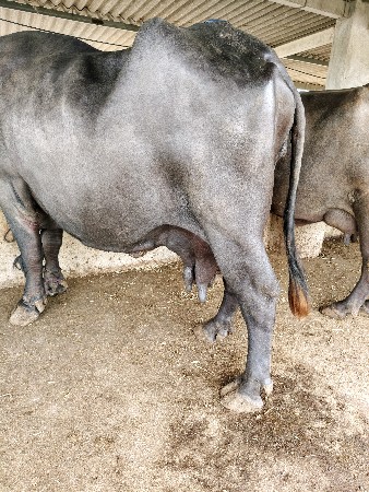 ભેંસ વેચવાની છે