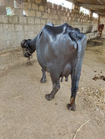 ભેંસ વેસવી