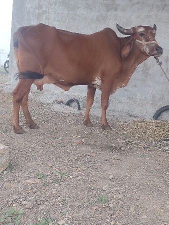 ગાય આપવાનિછે