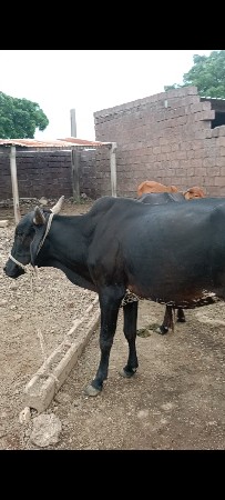 3 હોડકી વેચવાની છે