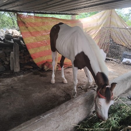 બાવરી ઘોડી છે વેચવા ની છે