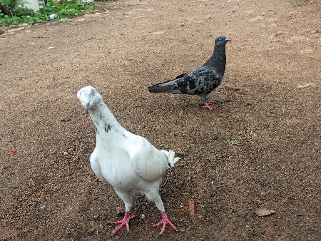 કોટડા