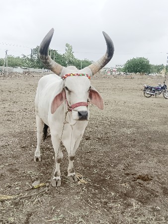 આ બળદ વેચવા નો છે