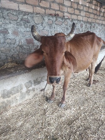 5-5 જરશી 3ત્રીજુ વેતર
