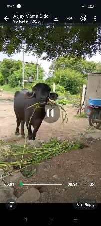 ખડેલી વેચવાની છે