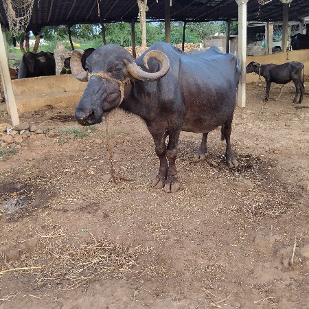 ભેંસ વેચવાની છે
