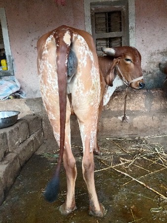 કાબરી  ઓળકી