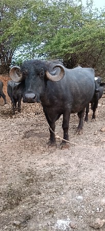 ભેંસ વેચવાની છે
