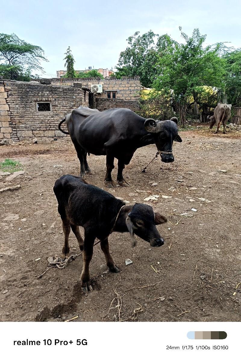 ભેંસ વેચવાની છે કિંમત 130