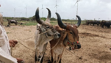 ગોધલા વેચવા ના છે