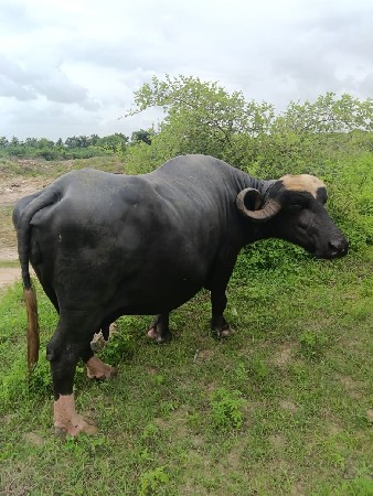 ભેંસ વેચવાની છે