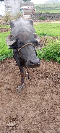ખડેલી વેચવાની છે