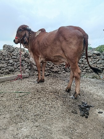 ગીર