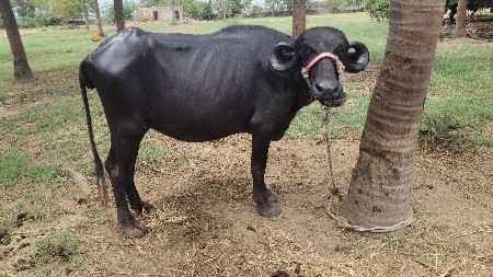 પેલું વેતર