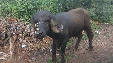 આ જાફરાબાદી પાડો વેચવાનો છે