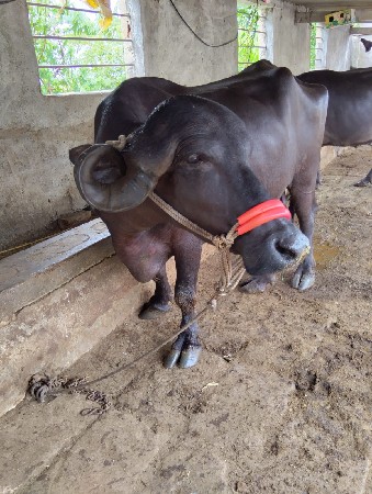 બીજું વેતર ગાભણીસે પદરદીવસનીકાસીસે