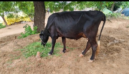 જર્સી