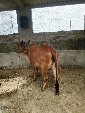 ગાય વેચવા ની છે