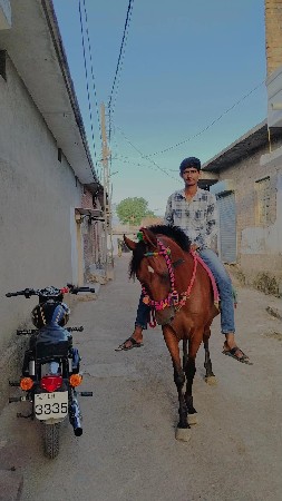 sindhi