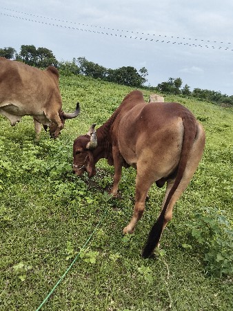 સાવ સોજા