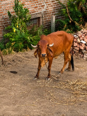 પ્યૉર ગીર ઓડકી દેવાની છે