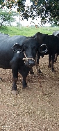 ભેંસ વેચવાની છે
