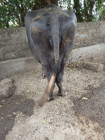 ભેંસ વેચવાની છે