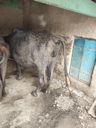 ભેંસ વેશવાની છે