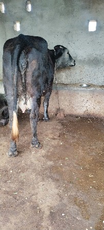 કોષ ગાય વેશવાની છે