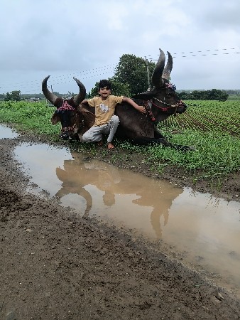 બળદ વેચવા ના છે