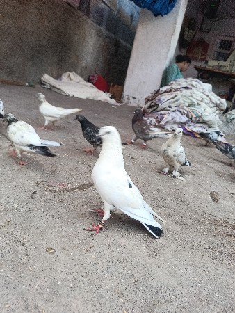 વેચવાના