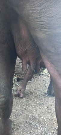 પેલા વેતર  જાફરાબાદી ખડેલી