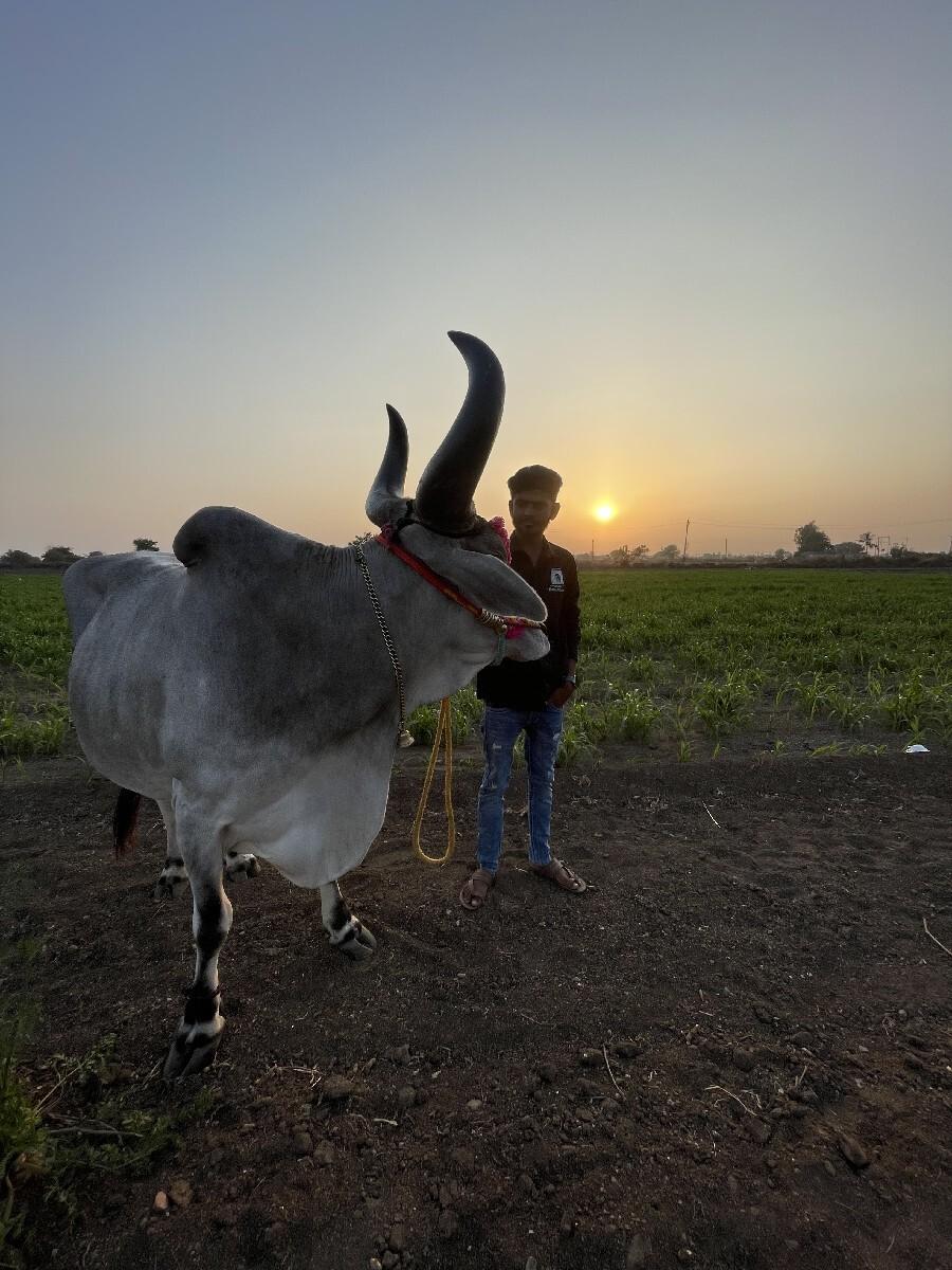 બળદ વેસવાના છે