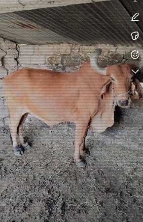 આ બળદ વેચવાનો છે