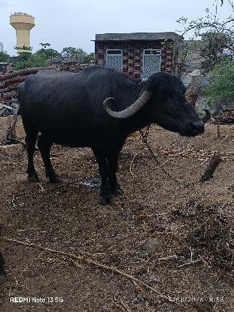 ભેંસ વેસવાની છે