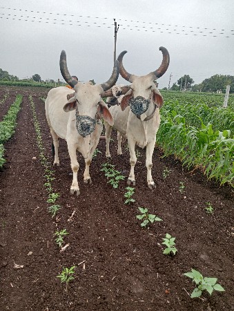 બળદ