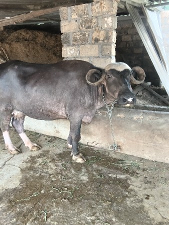 ભેંસ વેચવાનું છે