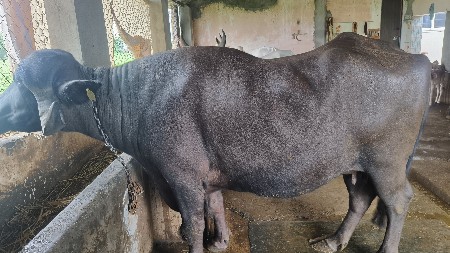 ભેંસ વેશવાની છે