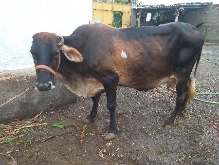 ગીર કૉસ છે