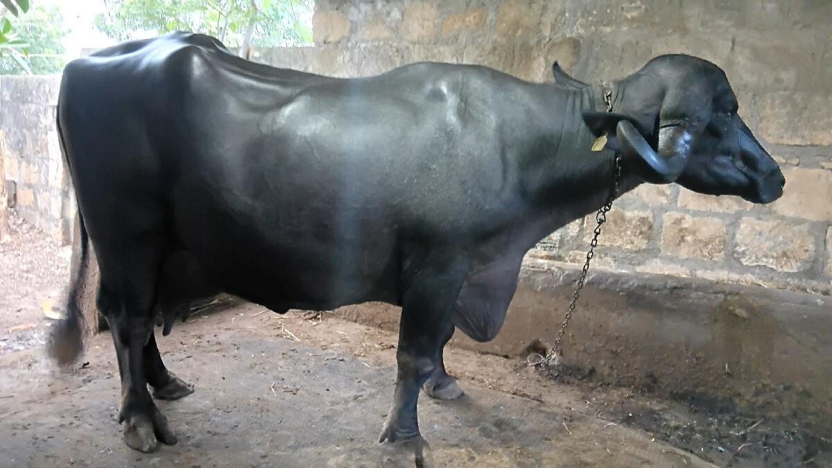 ભેશ વેચવા ની છે