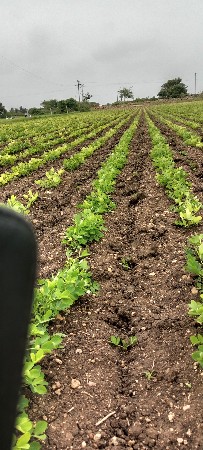 ટોલી વેચવાની છે