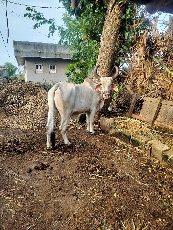 બીજી ધર