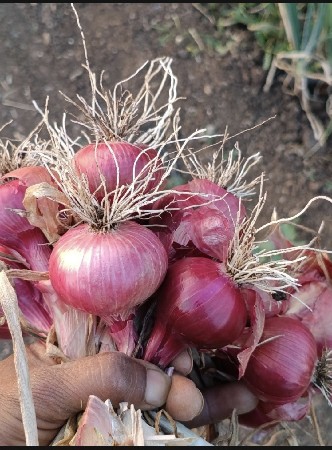 લાલ ડુંગળી  ખાવડિયું